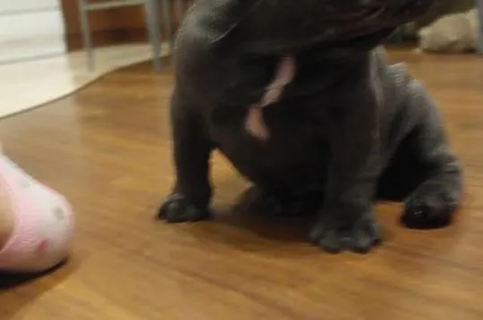 Buldogi francuskie niebieski piesek