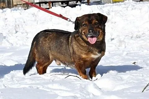 Rico indywidualista :) Lew, nie pies! :),  warmińs