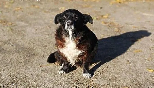 Okażesz małej Daisy serce?, Kundelki cała Polska