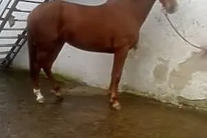 Klacz KWPN 4 lata