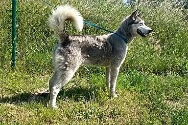 LEYDI  skrzywdzona przez człowieka do adopcji,  łódzkie Łódź