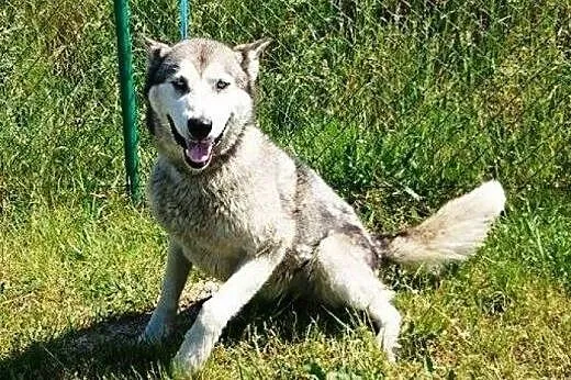 LEYDI  skrzywdzona przez człowieka do adopcji,  łó