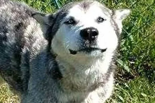 LEYDI  skrzywdzona przez człowieka do adopcji,  łó
