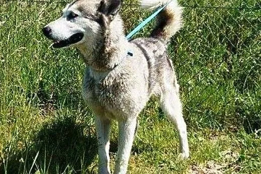 LEYDI  skrzywdzona przez człowieka do adopcji,  łó