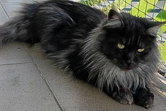 Kotka Maine coon szuka nowego domu