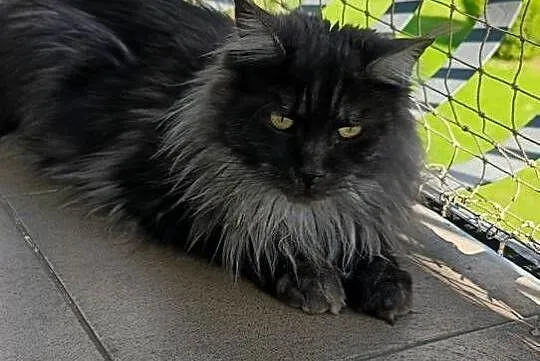 Kotka Maine coon szuka nowego domu, Podkarpackie, Krosno