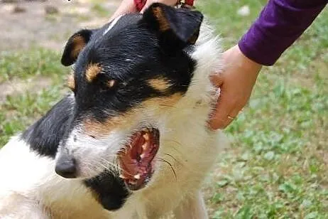 Fox psiak w typie terriera szuka kochającego domku