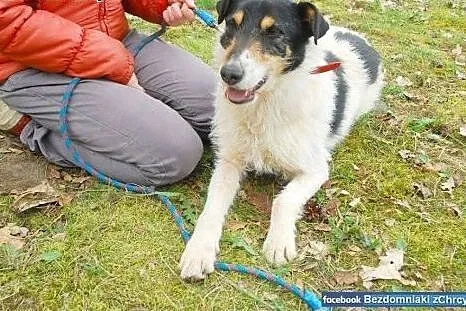 Fox psiak w typie terriera szuka kochającego domku