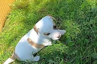 Jack Russell terrier do rezerwacji, Śląskie, Wilkowiecko