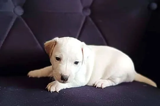 Jack Russell terrier do rezerwacji, Śląskie, Wilkowiecko