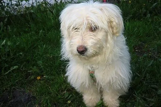 Mix maltanczyka 5 mies,sunia,adopcja!!,  świętokrzyskie Kielce