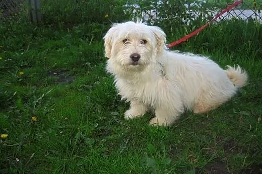 Mix maltanczyka 5 mies,sunia,adopcja!!,  świętokrz