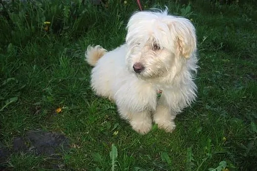 Mix maltanczyka 5 mies,sunia,adopcja!!,  świętokrz
