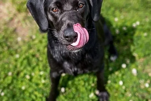 Kofi - czarna, uśmiechnięta sunia w typie labrador