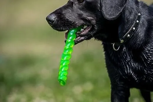 Kofi - czarna, uśmiechnięta sunia w typie labrador