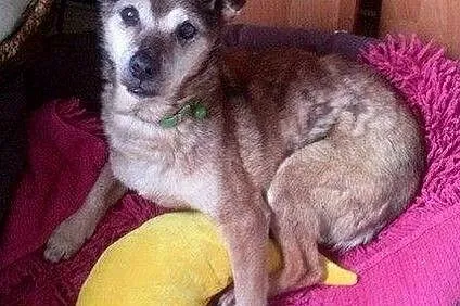 Mały, bezdomny Rysio - poczciwy, dobry piesio