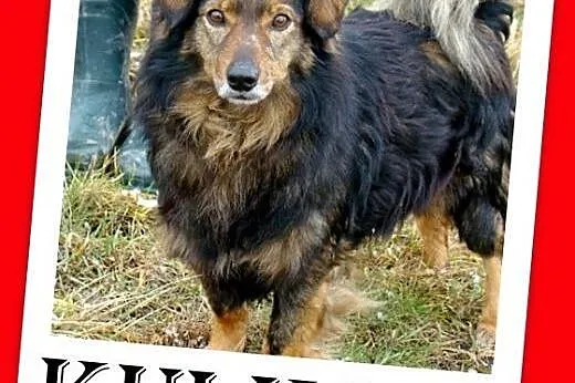 12kg,długowłosy,wesoły,łagodny towarzyski piesek na krótkich łapkach,KULKO,  małopolskie Kraków