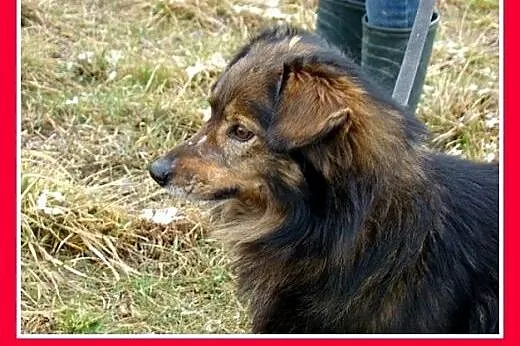 12kg,długowłosy,wesoły,łagodny towarzyski piesek n