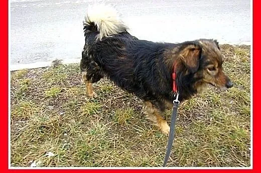 12kg,długowłosy,wesoły,łagodny towarzyski piesek n