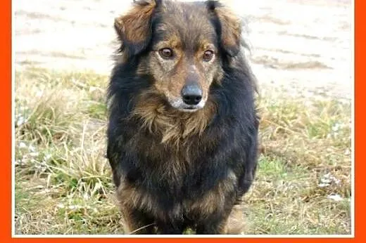 12kg,długowłosy,wesoły,łagodny towarzyski piesek n