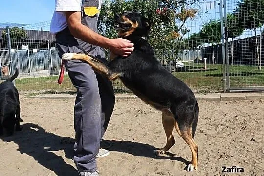 Zafira - spokojna, pogodna suczka, Mazowieckie, Nowy Dwór Mazowiecki