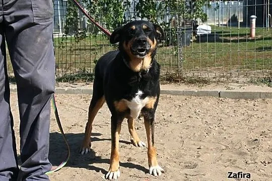 Zafira - spokojna, pogodna suczka, Mazowieckie, Nowy Dwór Mazowiecki