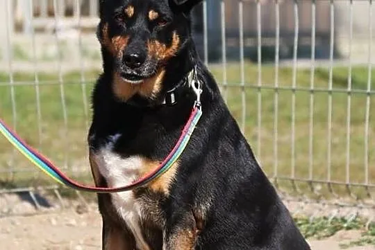 Zafira - spokojna, pogodna suczka, Mazowieckie, Nowy Dwór Mazowiecki