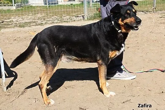 Zafira - spokojna, pogodna suczka, Mazowieckie, Nowy Dwór Mazowiecki