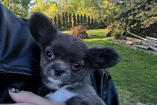 Chihuahua sunia długowłosa, Łódzkie, Łódź