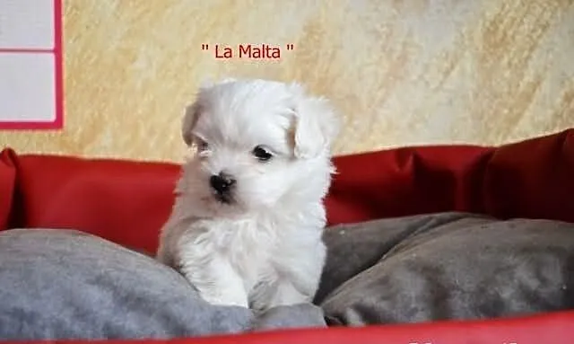 Maltańczyki szczeniaki Częstochowa ZHPR