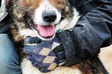 MAJOR młody, większy, zapatrzony w człowieka pies 