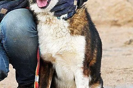 MAJOR młody, większy, zapatrzony w człowieka pies 