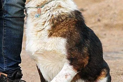 MAJOR młody, większy, zapatrzony w człowieka pies 