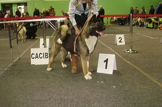 Akita Amerykańska po CHAMPIONIE!Szczeniaczki FCI! 