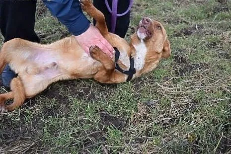 Młodziurtki Bubu, wesoły, dzieciolubny psiak do ad