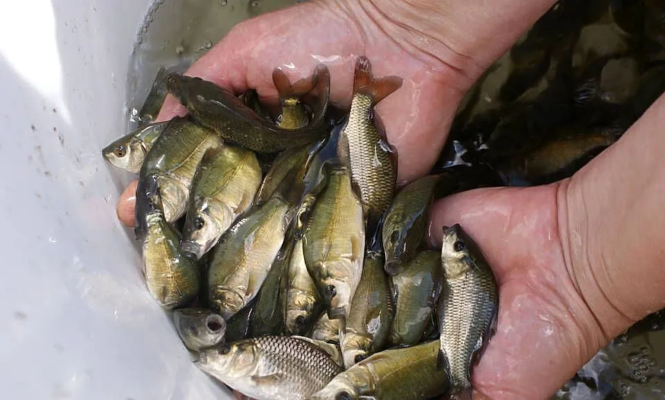 Lipcówka karpia, Lubelskie, Biała Podlaska