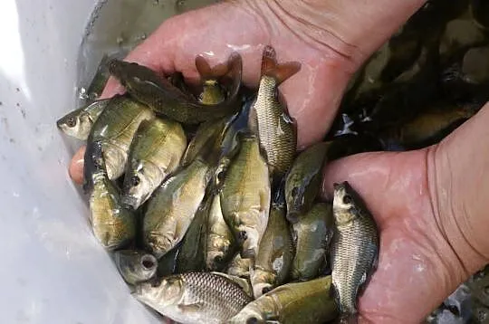 Lipcówka karpia, Lubelskie, Biała Podlaska