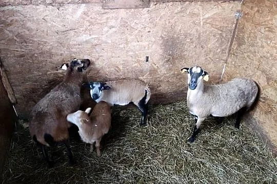 Sprzedam zwierzęta widoczne na zdjęciach. Tanio. Cena do negocjacji., Lubelskie, Kraśnik