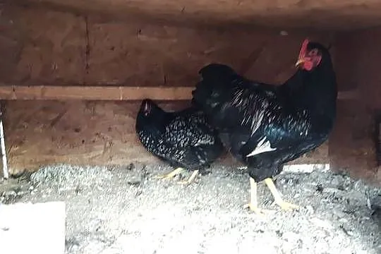 Sprzedam zwierzęta widoczne na zdjęciach. Tanio. Cena do negocjacji., Lubelskie, Kraśnik