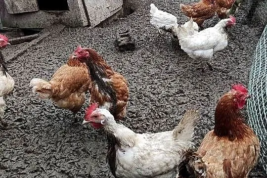 Sprzedam zwierzęta widoczne na zdjęciach. Tanio. Cena do negocjacji., Lubelskie, Kraśnik