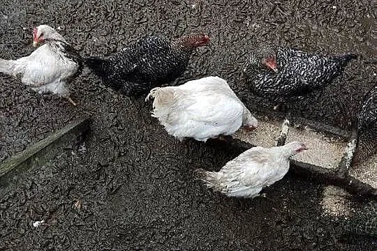 Sprzedam zwierzęta widoczne na zdjęciach. Tanio. Cena do negocjacji., Lubelskie, Kraśnik