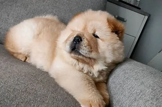 Chow chow, Warmińsko-mazurskie, Kotkowo