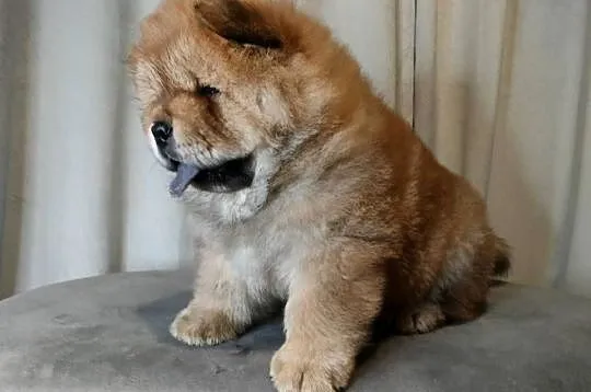 Chow chow, Warmińsko-mazurskie, Kotkowo