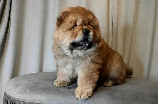 Chow chow, Warmińsko-mazurskie, Kotkowo
