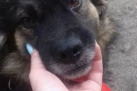 Mały Bambino czeka na swojego człowieka, Łódzkie, Łódź