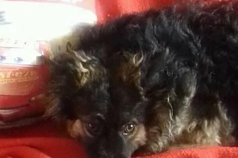 Mały Bambino czeka na swojego człowieka, Łódzkie, Łódź
