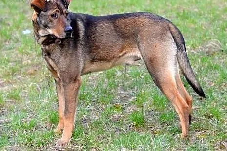 KRASNAL !!! poszukujemy Dobrego Domku dla Krasnala