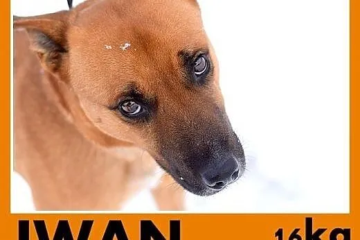 IWAN,17kg,średni,wesoły,przyjazny,towarzyski pies do adopcji,  dolnośląskie Wrocław
