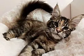 Cudowna koteczka Maine coon