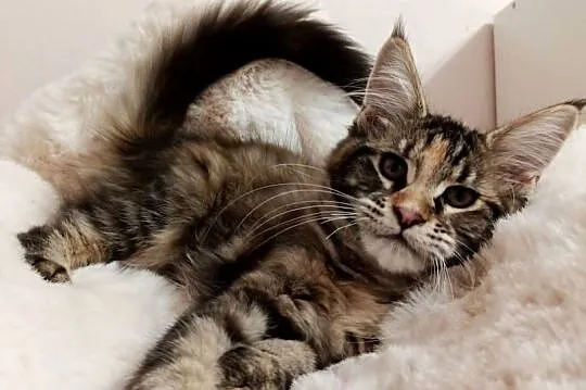 Cudowna koteczka Maine coon, Dolnośląskie, Wrocław